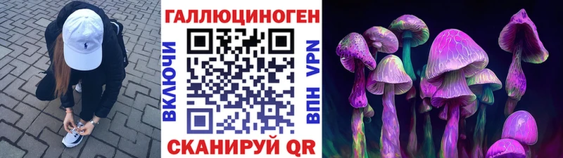где найти   Циолковский  Галлюциногенные грибы Psilocybe 